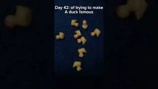 Day 42: of viral duck #duckoftheday #funny #duck #duckduck #flyingduck #ducklife