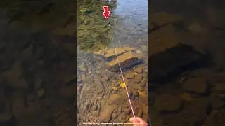They did this to catch a big fish, but what happened? 😱
