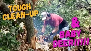 Baby Deer | Herb Harvest | Tough Yard Clean-up