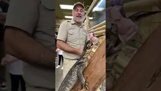 Sometimes these Monitor Lizards need a little help🥰