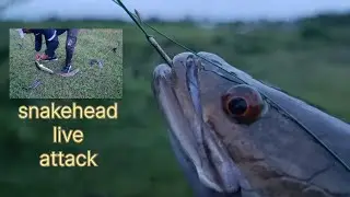 Big size snakehead Live attack video top water lure fire fox frog best for snakehead fish 