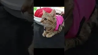Adoption Event for Cubao Community Cats