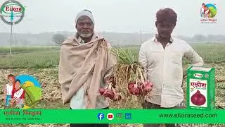 Ellora Seeds | Ellora Nandi #elloraseeds #agriculture #farming #onion #farmer #agri #review #reels
