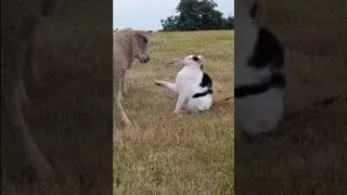 Arrogant cat...😂😂😝🐈🐑