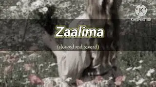Zaalima song( slowed and revead)lofe//Arijit Singh, Harshdeep kaur 🎧🎶🎵✨