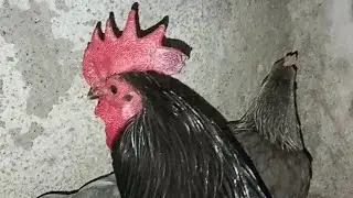 Ghar ke chat pe murgi palan kaise kare pura video #murga #aseelmurga #sonali #hen #viral #viralvideo