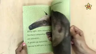 【星愿文化】Hello, Mommy Zooborns!