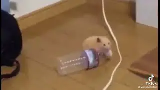 Kiedy chomikowi odwala 😂