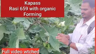 ☘️Raasi 659 kapas seeds || with organic farming || #pacskeramery9999😄