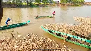Techniques for raising egg-laying ducks with low risk, high efficiency and high profits