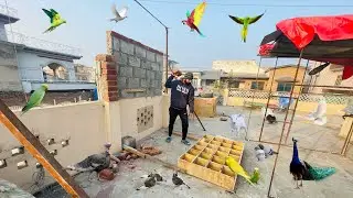 Master Cage Ko Tor Dia😢 || Sab khtam ho giya😔||Sham Pets Vlogs