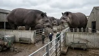 How Tapirs Are Cared for in Zoos | Daily Routine Explained