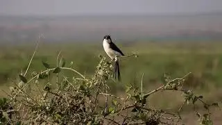 Longtailed fiscal