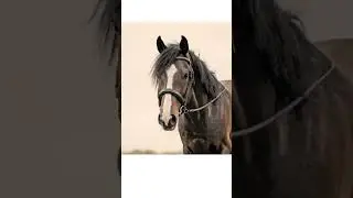 World's Most Expensive 💵 Horse 🐎 | #horse #expensive #shorts   #worldmostexpensive