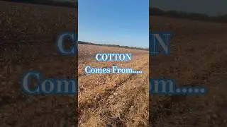 🌾🥜 &ldquo;Cotton Rows, Peanut Fields &mdash; A Quiet Walk in the South&rdquo;