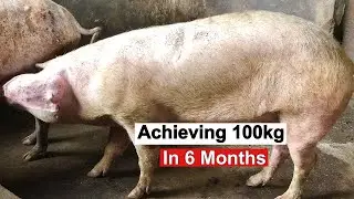 This Feed Formula Will Make Pigs Grow 5x Faster