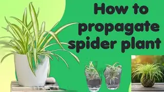 How To Propagate Spider plants || Simple & Easy Ways || स्पाइडर प्लांटस को प्रोपागेट कैसे करे ?