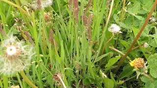 Holcus lanatus 200514