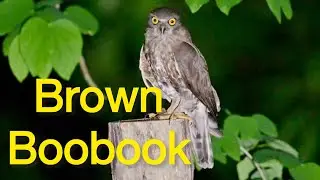 Brown Hawk Owl Call | Brown Boobook Call