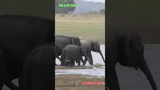 WILD ELEPHANTS HERD #elephant #wildlife #travel #safari #srilanka #animals #shorts #wildelephant 🐘🩷🐘