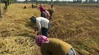 Harvesting Rice Traditional #nepal 
