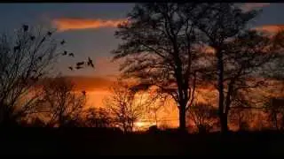 Nature Sounds - Forest birds 4 Hours of tranquil forest atmosphere