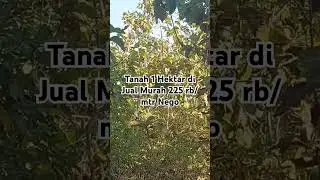 DI Jual Murah Tanah 1 Hektar SHM #jualtanah #tanahdijual