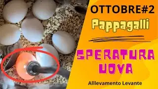 Pappagalli - Uova piene dopo la speratura - Ottobre#2