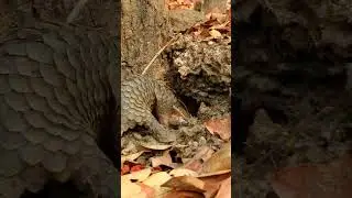 Dug to find ant cave digging #animals #tvwildlife #pangolin