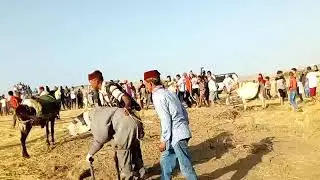 مهرجا تويط باقليم سلا سهول