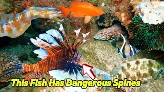 Encountering Dangerous Fish with Poisonous Spines &ndash; Catching a Big Nest of Spiny Sea Cucumbers