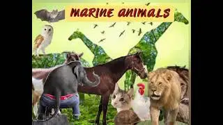ANIMAL DREAMS & INTERPRETATION