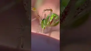 Do LYNX SPIDERS Have A Dangerous BITE? #spider #spiders