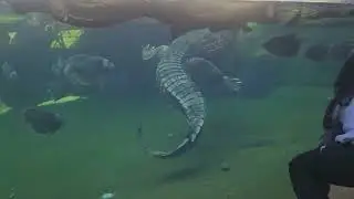 Swimming crocodile 🐊 