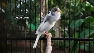 Этот звук сделает вашу канарейку САМОЙ ГРОМКОЙ в округе❗❗