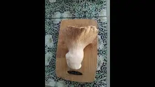 Oyster Mushroom [giant] #mushroom #oystermushrooms #frying #tastesensation
