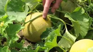 Сбор тропической дыни сорта Галия: когда снимать с грядки