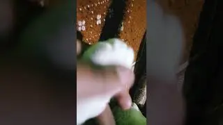 sweedy