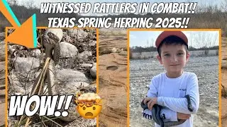 Rattlers in Combat!! A Texas Indigo!! Spring Herping in Texas 2025!!!