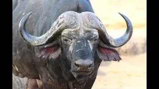 Buffalo breeding frenzy
