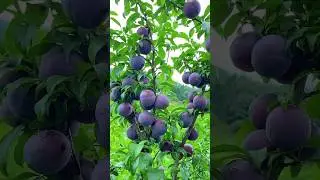 Top 10 surprising about food 🥝🥑 #amazingfacts #viralvideo #shortsfeed #shorts #viral #shortvideo
