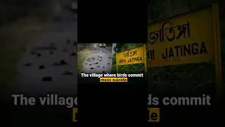 Mysterious mass suicide of birds, Jatinga