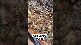 Apis Cerana Queen