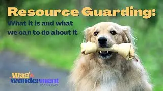 HEY, THAT’S MINE! Resource Guarding: what it is and what we can do about it