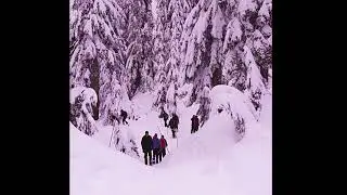 Squamish Gondola Tour