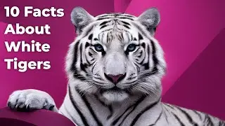 Top 10 Incredible Facts About White Tigers