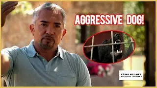 Могу ли я помочь этой АГРЕССИВНОЙ собаке? | Вожак стаи