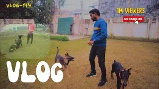 Bella (gsd)& Axel (doberman ) dog ki training class
