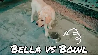 Bella vs Bowl 😂 | Bella Nehra