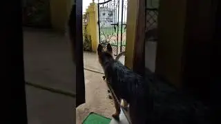 Small and Cute GSD protecting our house ......barking on goat || gaurding || #lily #gsd #cute_puppy